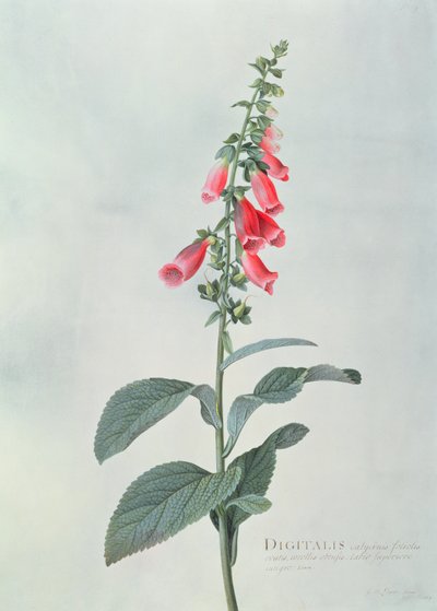 Digitalis purpurea (Foxglove) by Georg Dionysius Ehret